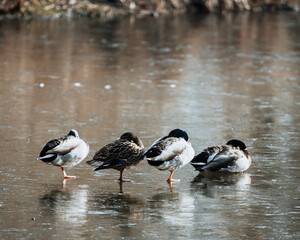 La fila para tomar sol!