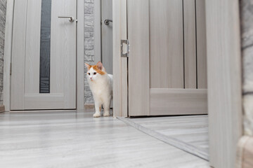 domestic cat peeks out from around the corner of the interior