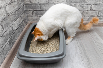 domestic cat looks at the litter box.