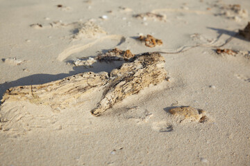 朽ちてゆくもの