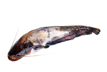 Fresh sheatfish (catfish ) isolated on a white background