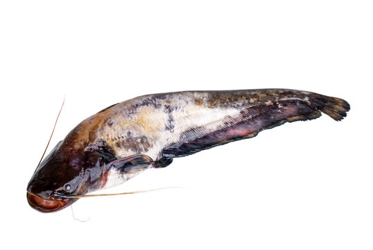 Fresh sheatfish (catfish ) isolated on a white background