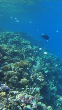 Many fish swim among corals in the Red Sea, Egypt. Vertical video