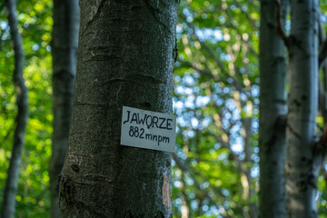 Szlak w Górach Grybowskich, Jaworze 