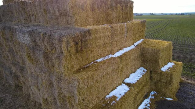 Outdoor haystacks forming wall in agricultural field on livestock farm. Hay bales for farmingand ranching. Work in agronomic farm and production organic animal feed