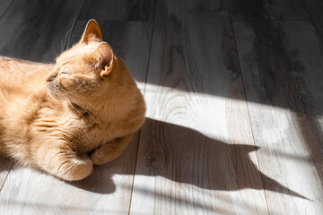 domestic cat basking in the sun lying on the floor.