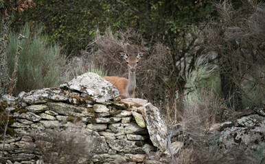 Doe looking at the camera from behind the wall