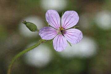 Geranium pyrenaicum, otherwise known as hedgerow cranesbill or mountain cranesbil is a perennial species of plant in the family Geraniaceae