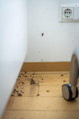 The work of pest control experts