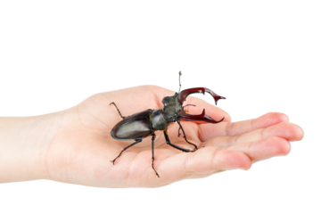 Male stag beetle crawl over human palm isolated on white background