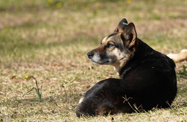 street dog on the grass       