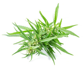 Flowering cannabis plant raceme isolated on white background. Close up.