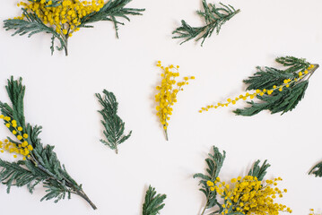 Floral arrangement, a pattern of mimosa flowers on a white background