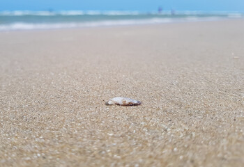 Close-up of seashells on the beach.