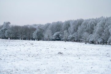 Scenic shot of snow field and white trees during winter