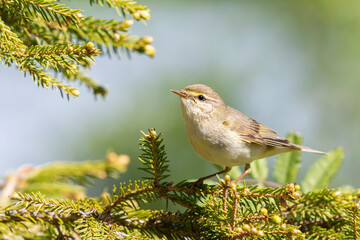 willow warbler