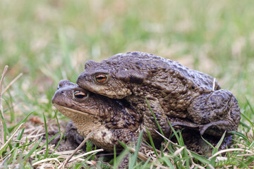 toad in the grass