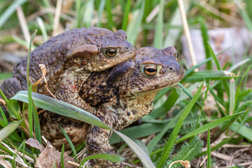  common toad 