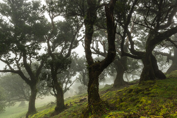 Ancient Laurel trees in Fanal forest, Madeira. Mystical foggy park with old trees.