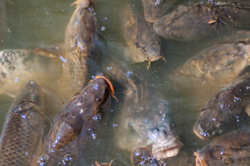 poissons au Petit Trianon au château de Versailles