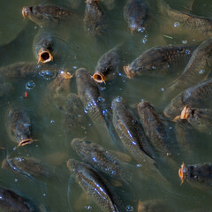 poissons au Petit Trianon au château de Versailles