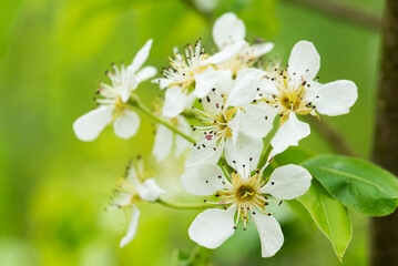 Cherry tree white flowers on a branch against a background of green leaves.