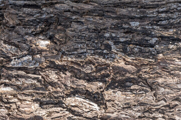 Black tree bark background Natural beautiful old tree bark texture According to the age of the tree with beautiful bark during the summer