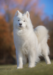 white dog