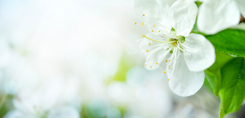 Fototapeta na wymiar Blooming plum tree branch, springtime background. Copy space