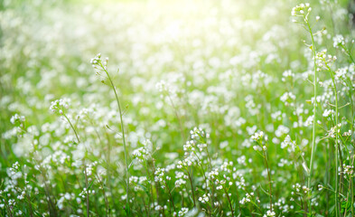 Green meadow with shepherd's purse or Capsella plant. White wild flowers background