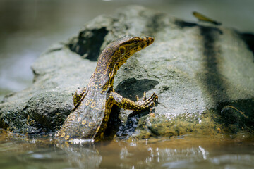 An Baby Asian water monitor (Varanus salvator), in river wet rock, west java, Indonesia, Asia