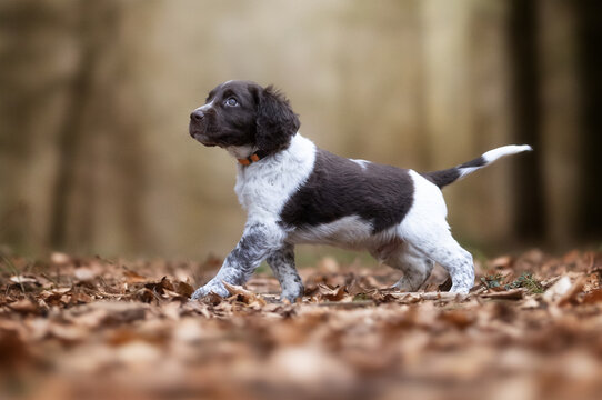 english springer spaniel puppy
