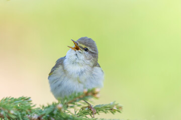 willow warbler