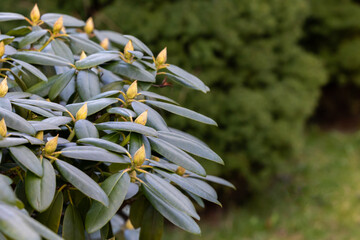 green buds of rhododendron growing in the garden. Close-up of leaves and buds. Signs of the coming spring