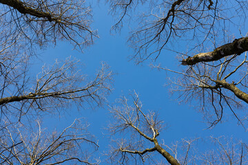 Looking up at the treetops against the blue sky. Branches without leaves, early spring