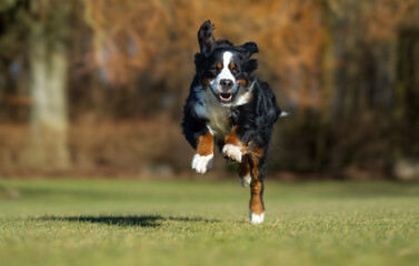 Dog running 