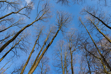 Looking up at the treetops against the blue sky. Branches without leaves, early spring