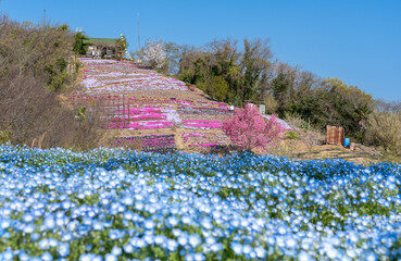 香川県三豊市志々島の天空の花畑