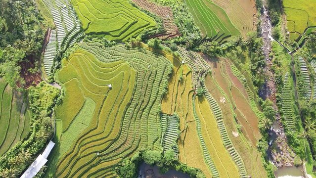 Aerial view of large agricultural field of rice field crossed by the river. Beautiful pattern of terraced rice field - Overhead drone shot