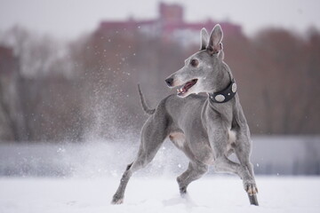 whippet dog running in snow