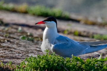 tern on the rock