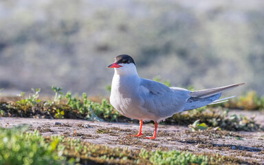 black headed tern