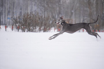 whippet dog running in snow