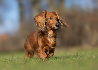 dog on grass