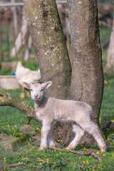 Portrait of a lamb a few months old. He's standing and looking at the camera lens.