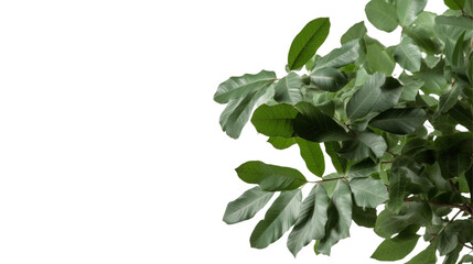 Fototapeta premium 植物、部品、観葉植物、Green Leaves,緑