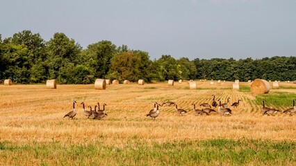 Fototapeta na wymiar geese in a field full of hay bales with forest behind
