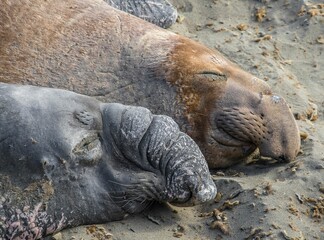 a couple of sealas laying next to each other on sand