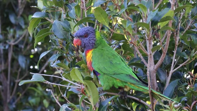 Loriini Bird Perched on a Branch