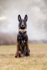 Malinois